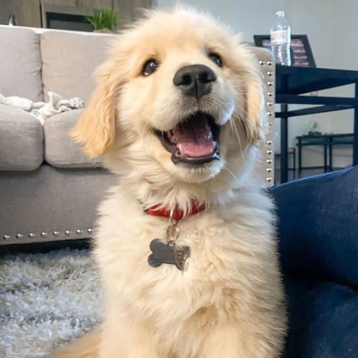 超萌的高清可爱狗狗头像图片