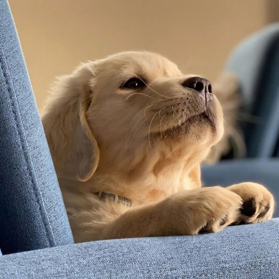 超萌的高清可爱狗狗头像图片