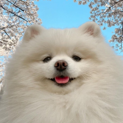 头像狗狗可爱蠢萌清新