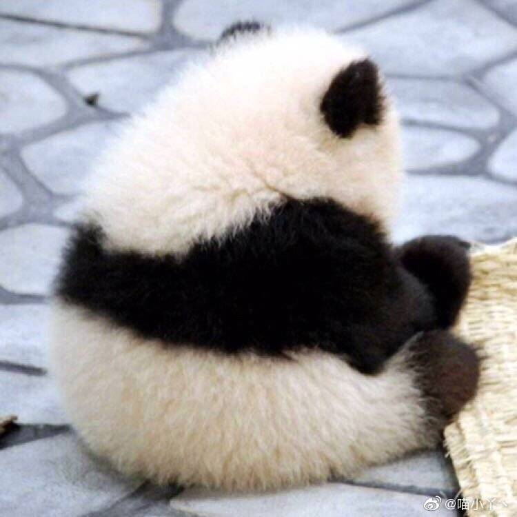 高清呆萌可爱的憨憨沙雕头像图片