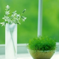 清爽的头像唯美小清新绿色图片