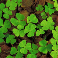 清爽的头像唯美小清新绿色图片