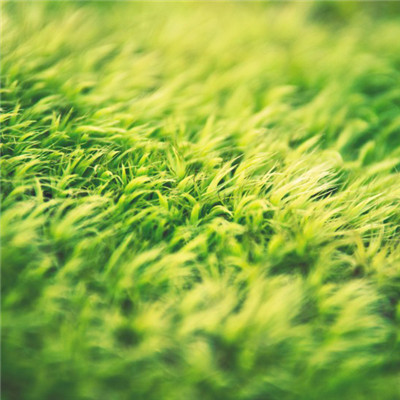 高清清新的绿色草坪护眼头像图片
