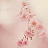 有樱花唯美意境图片头像