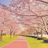 有樱花唯美意境图片头像