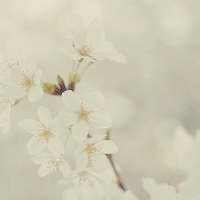 有樱花唯美意境图片头像