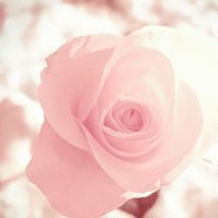 好看的唯美花图片小清新头像