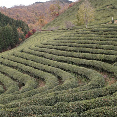 高清清新绿色的山茶树图片头像