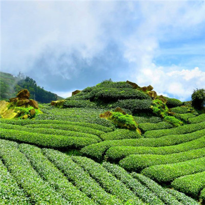 绿色风景头像图片大全图片