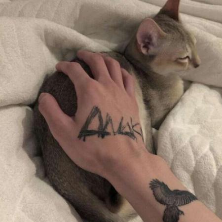 高清帅气酷酷的猫咪头像男生图片
