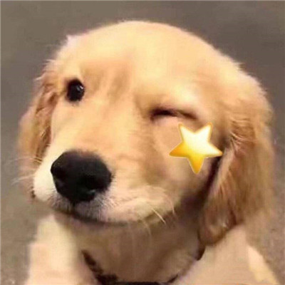 狗狗wink超级可爱的个性头像