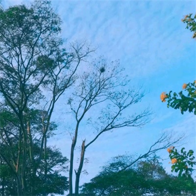温柔浪漫风景图片头像