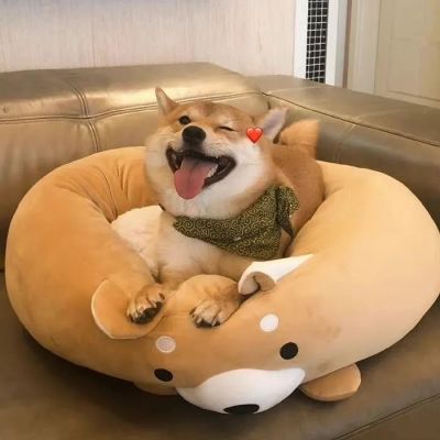 最新超级可爱又很萌的柴犬头像大全
