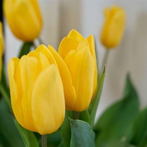 好看漂亮的花瓣头像